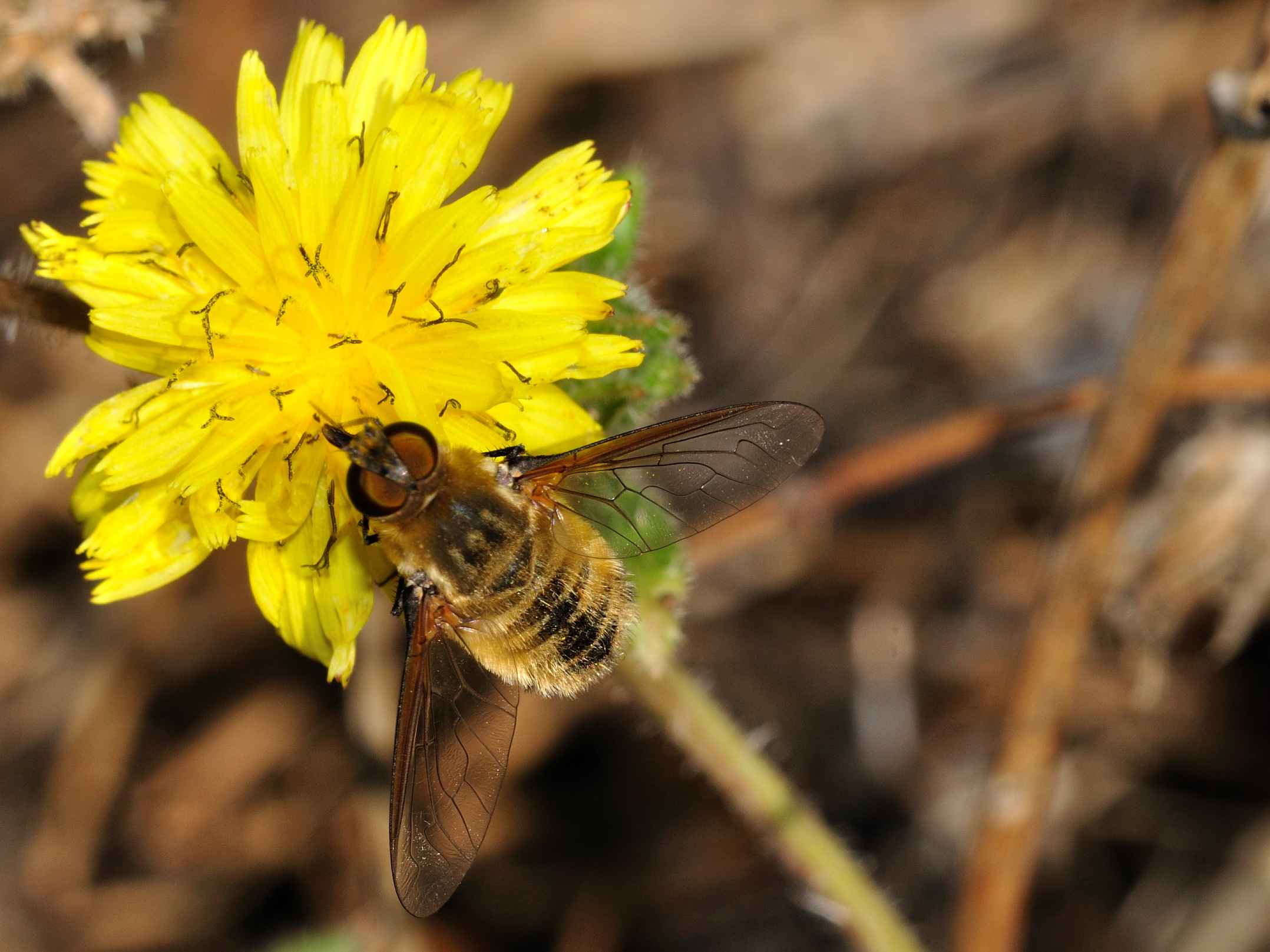 Villa sp. (Bombyliidae)